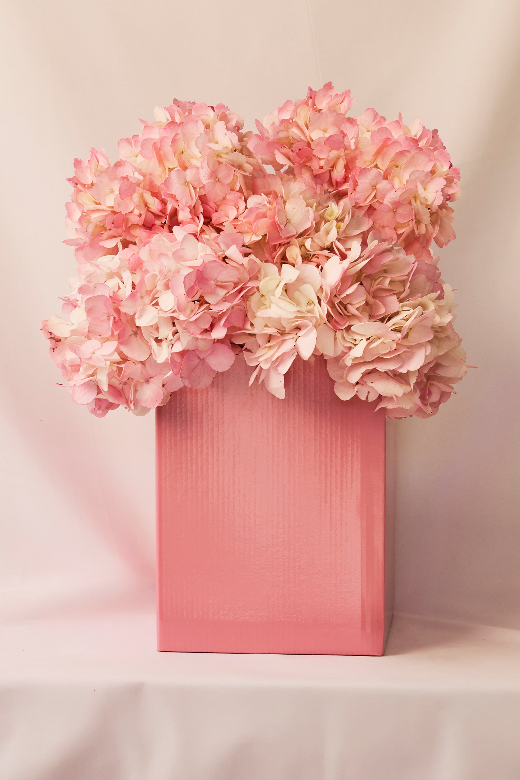 HYDRANGEA DANGER